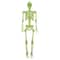 5ft. LED Glow-in-the-Dark Animated Skeleton by Ashland®